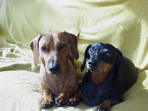 Dachshunds - My two Dachshunds are just gorgeous :)