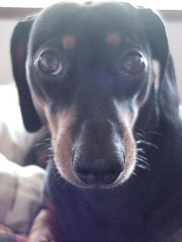 Soulful Dachshund - My female Dachsie has very soulful eyes - don't you think?