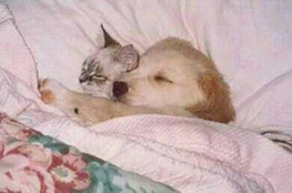 cutest dog - i love dogs and cats