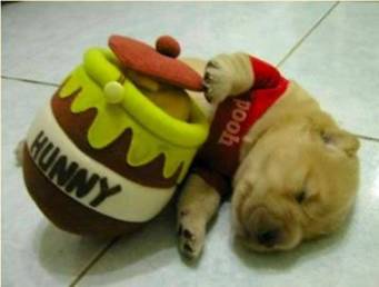 Winnie the Dog? - A cute puppy dressed as Winnie the Pooh