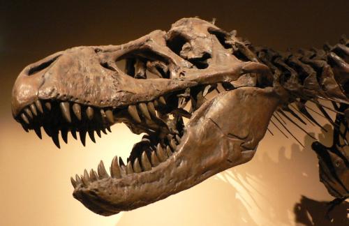Dinsosaur - Tyrannosaurus rex an voilent Cannibal