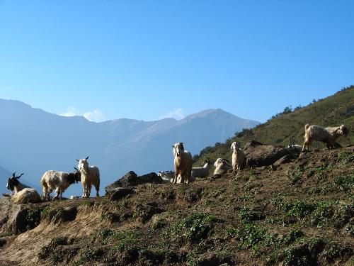 The Himalayas - Mountain goats on the slopes of the Himalayas..