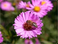bees - The queen bee