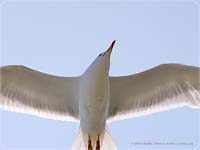 sea gull - lovely sea gull enjoyin the sun