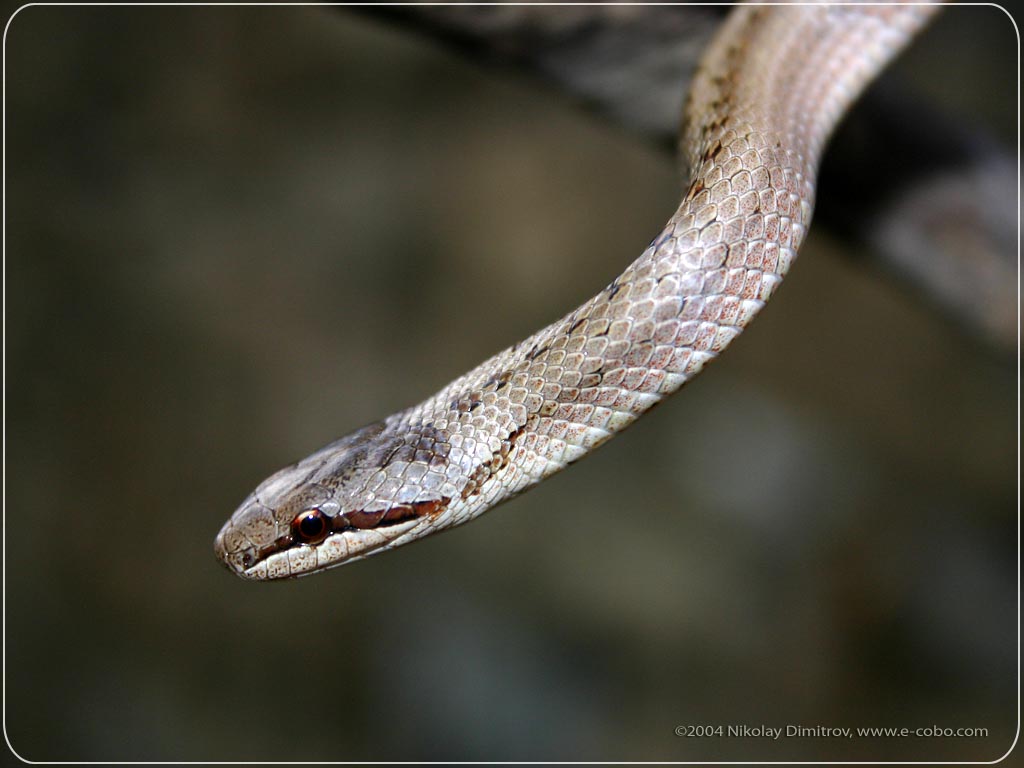 snake - sssssssss