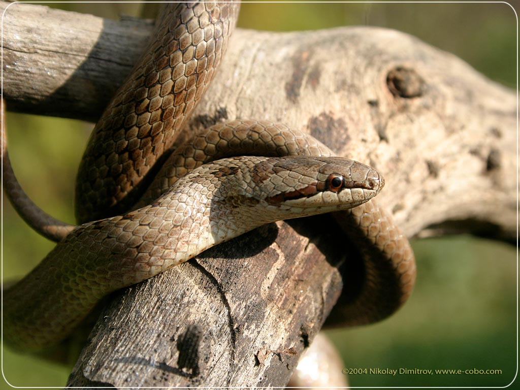 snake again - deadliest snake found in carribean