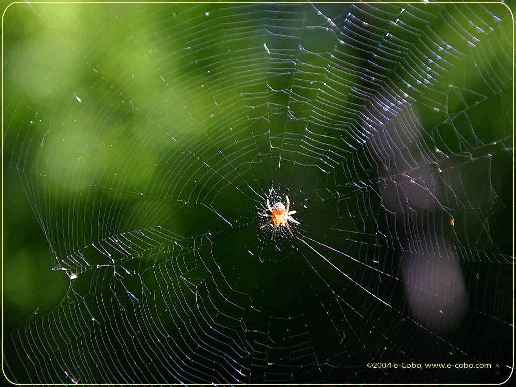 spider - spinning the web of life