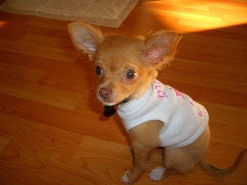 long-haired Chihuahua - This is my baby girl, Mia...