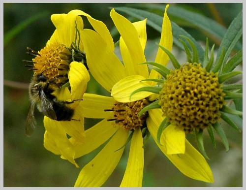 Bee Rudbeckia - Bee Rudbeckia