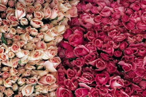 roses - flowers