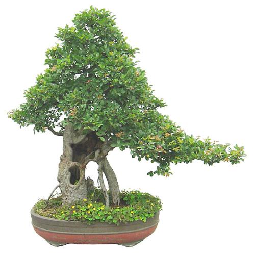 china artist with plant - china artist with plant
