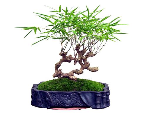 china artist with plant - china artist with plant