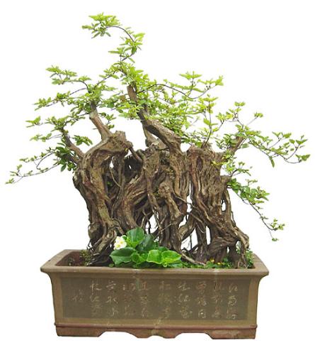 china artist with plant - china artist with plant