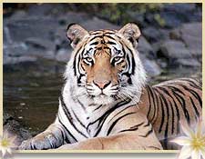Tiger - This photo is of Tiger.