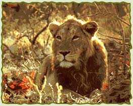 Lion - This photo is of Lion of Gir.