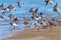 Bird - This photo of Birds.