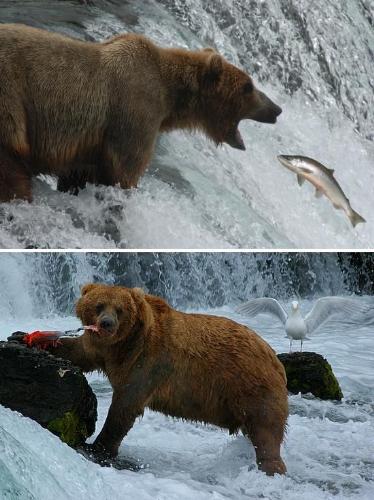 Bear with Fish - A bear catchin the fish