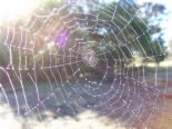 web - this is a spider's web. Don't be confused about it.