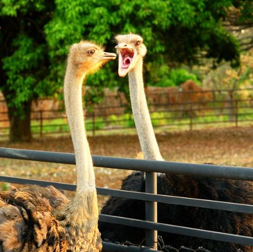 Shurtur Murag  - View of beautiful Animal
