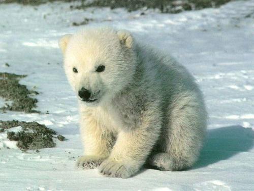 polar bear - i like bear
