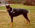 doberman - doberman