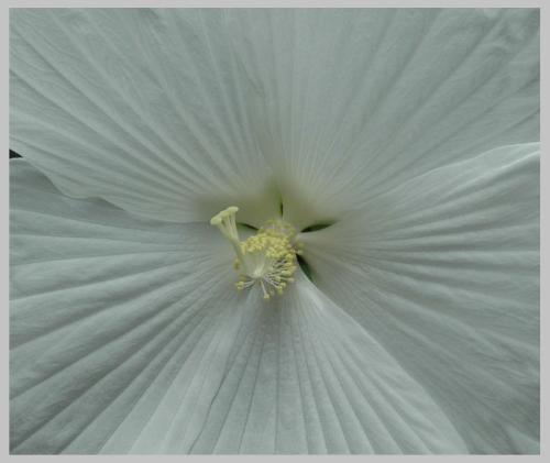White Hibiscus - White Hibiscus Center