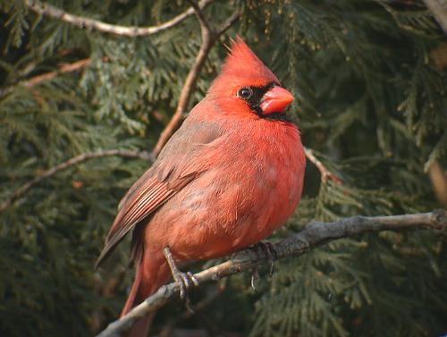 cardinnd - My bird favourite