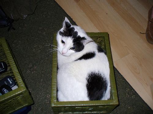Cat in a Basket - My cat is detrmined to fit in this basket not matter what.