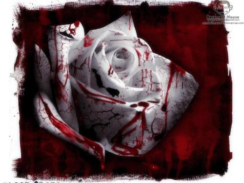 Bloody Rose - when a heart breaks its bleeds like this rose