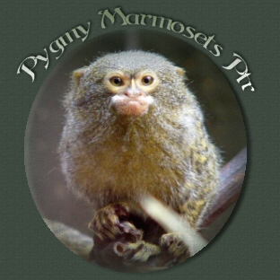 Pygmy Marmoset - Pygmy marmosets are only about six inches tall as adults. The tail may add another nine inches. They are gumivores, which means they supplement their diet with the sap, or gum, from certain forest trees. They dig a groove in the bark of a tree with specially adapted, shovel shaped incisor teeth. Then they lick out the sap