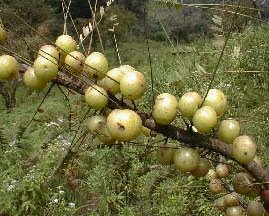 fruit amla - INDIAN GOOSE BERRY