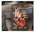 3d heart - have u any one seen heart directly?