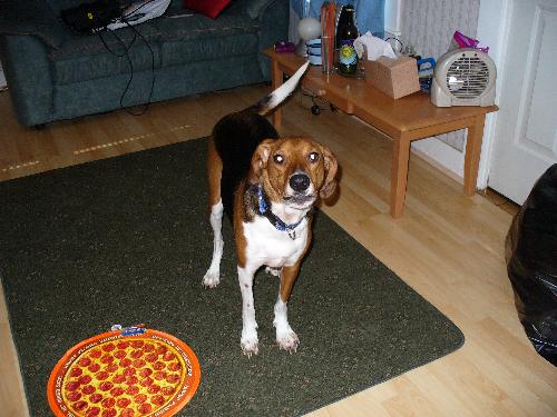 Treeing Walker Coonhound - My dog Hunter.