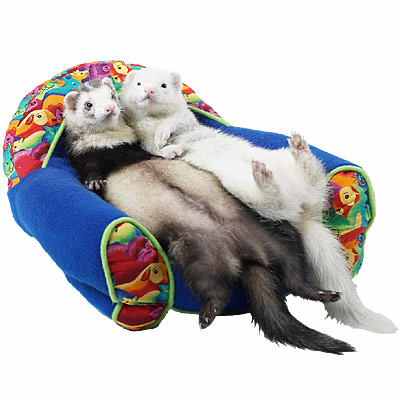 ferrets - ferrets