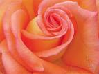 flower, rose, colour, fragrant - flower, rose, colour, fragrant