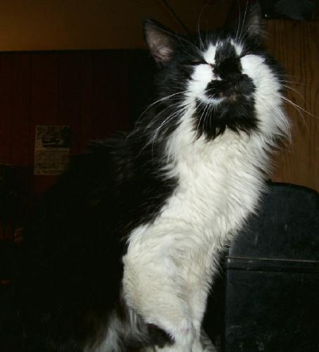 Ozzie - This is a kitty I found at a 25cent sale...we were on our way to find a place with kittens...they had this guy in a beer box in a cage with his two sisters...he seems to be a tuxedo/forest cat.. he is large and a good predator...he makes me so happy and he seems to like me to... he does enjoy being the center of attention and is on my lap as I type this.
