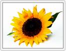 flower, sunflower - flower, sunflower