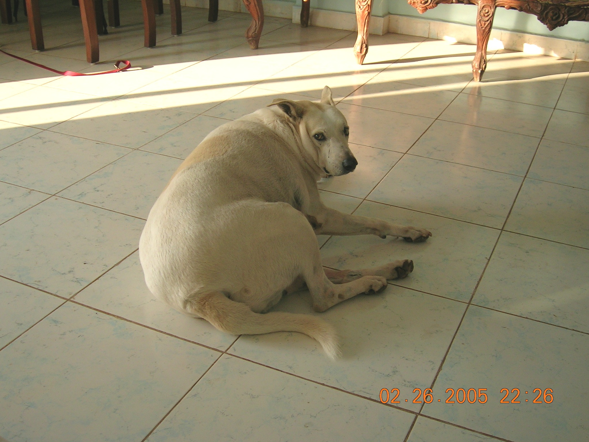 My doggie - he's really fat (not just big)  - He is a normal sized dog but eats all my other dogs food if we do not watch him. So he has a lot of extra fat all around him