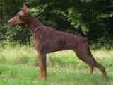 My best friend - I've loved dobermans every since I had my first one.  I've found them to be the most loving, loyal, sweet dogs in the world!
