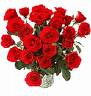 red roses - love-red-roses