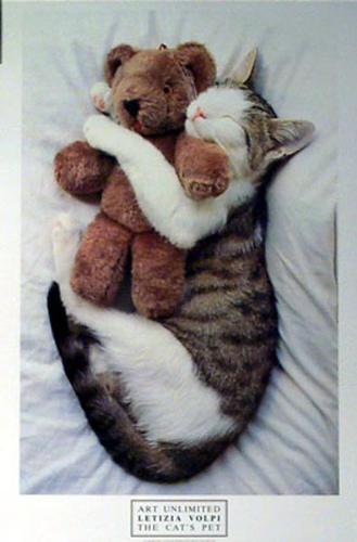 Cat sleeping - Cat sleeping with toy