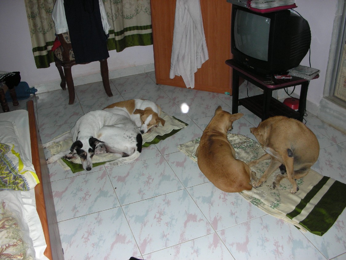 my dogs sharing the same carpets