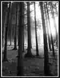 Forest - I live in the woods and feel most at home deep in the forest.  There is a tranquility here that can be found no where else.