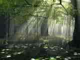 another forest picture - Nothing is as beautiful as the forest!