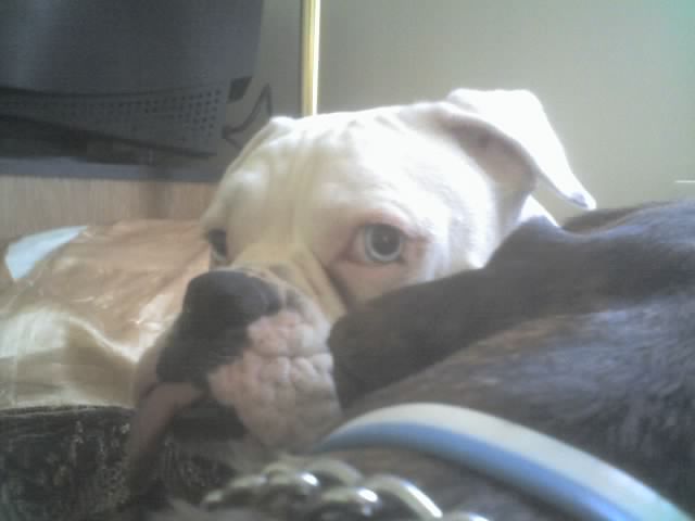 My Dog Riddick - this is my 2 yr old female boxer Riddick