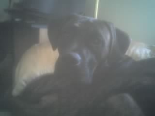 My Dog Bowser - This is my 1 yr old male boxer  Bowser.