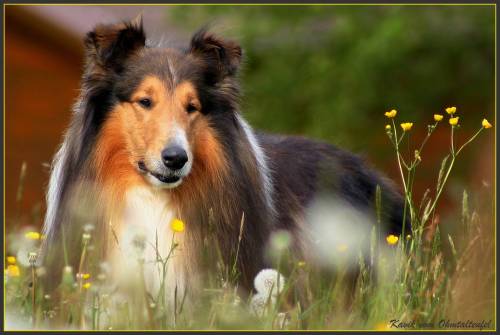 Collie - i love this race and in future i would like to have a dog like this. it is so beautiful, isn't it?it look like a queen/king. i love it. and you? do you love this race too?