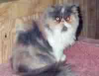Dilute calico - A beautiful dilute calico persian.  The mother of a lot of my babies.