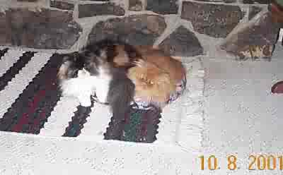 sharing a bed - Two persian share a bed -- one willingly, one not so willingly.  LOL