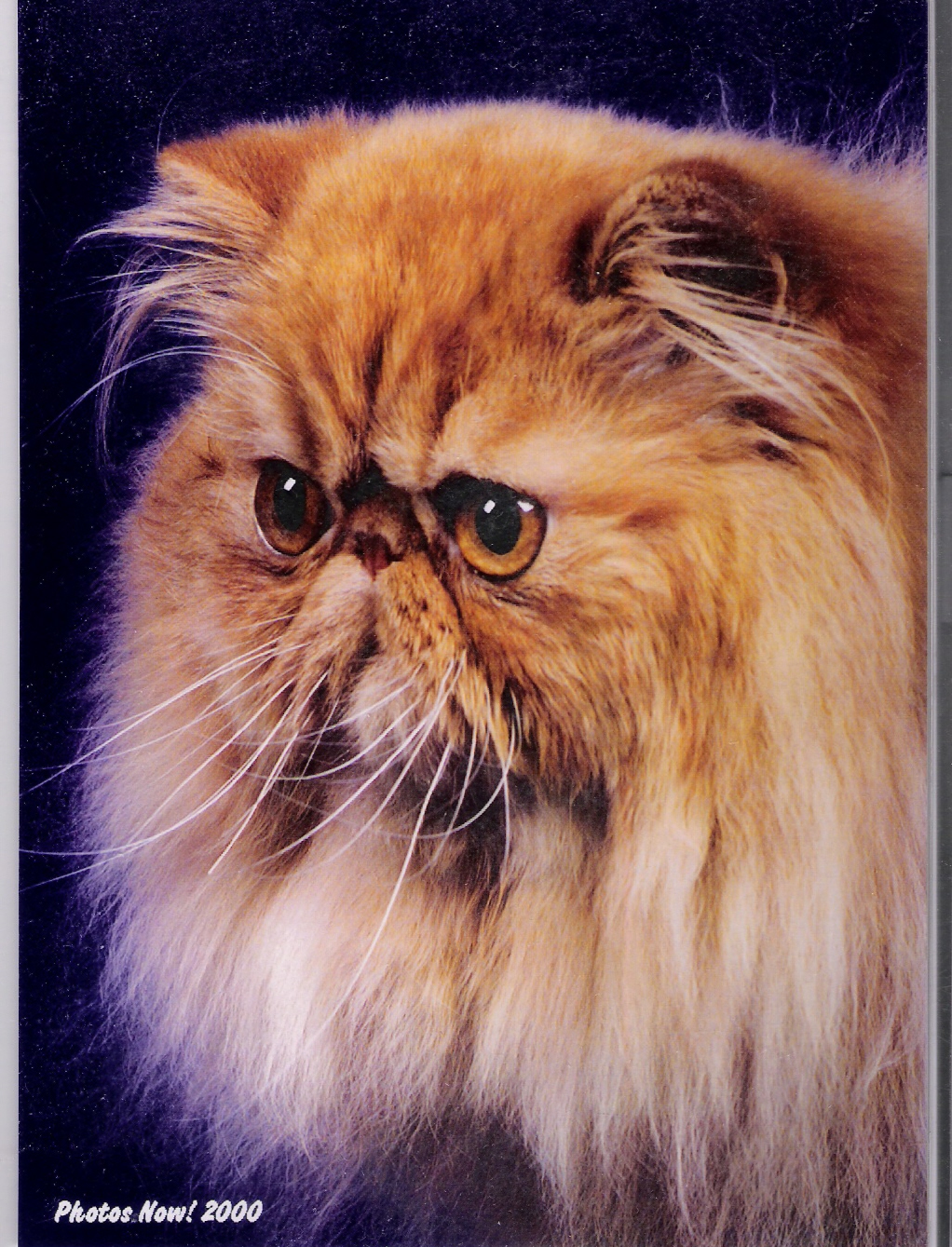My baby boy - This is my pride and joy.  He was a spectacular show cat, but most of all he is my baby and the love of my life!